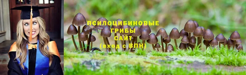 продажа наркотиков  Белёв  Псилоцибиновые грибы Psilocybe 